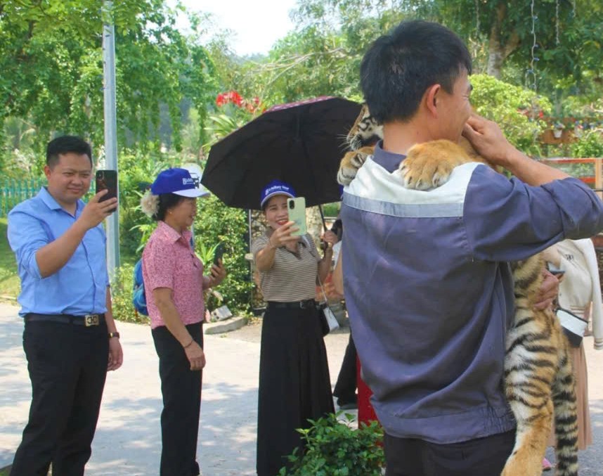 Khu du lịch để khách tiếp xúc trực tiếp với "đại sứ" hổ- Ảnh 3. Khu du lịch để khách tiếp xúc trực tiếp với "đại sứ" hổ- Ảnh 3.