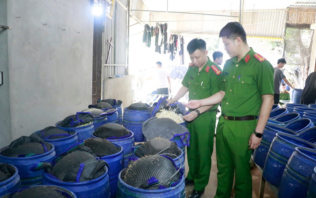 Sản xuất 510 tấn gi&aacute; đỗ bằng chất độc 6-Benzylaminopurine b&aacute;n cho người d&acirc;n - Ảnh 2.