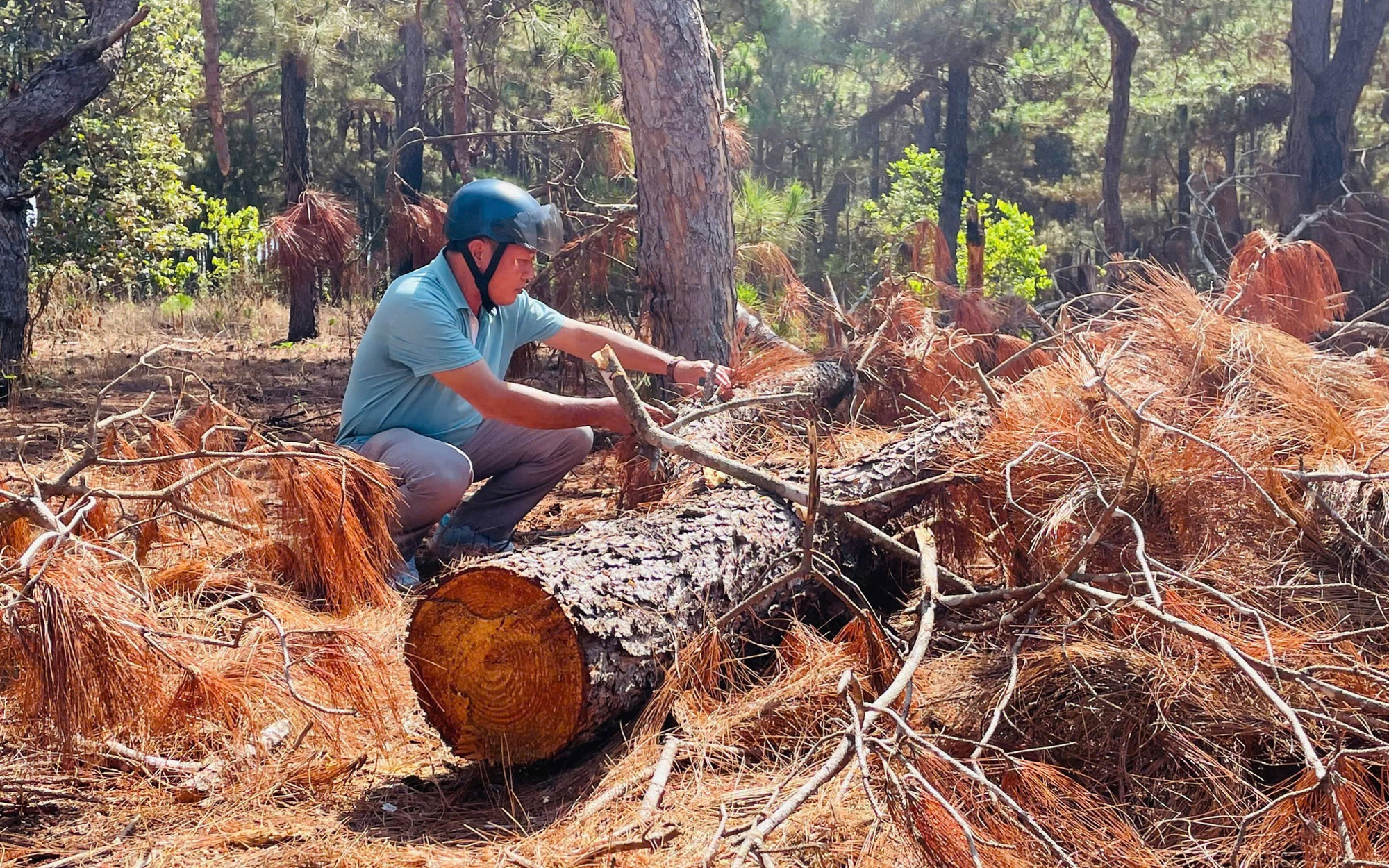 Tỉnh Gia Lai chỉ đạo quyết liệt xử l&yacute; t&igrave;nh trạng x&acirc;m hại c&acirc;y rừng - Ảnh 2.