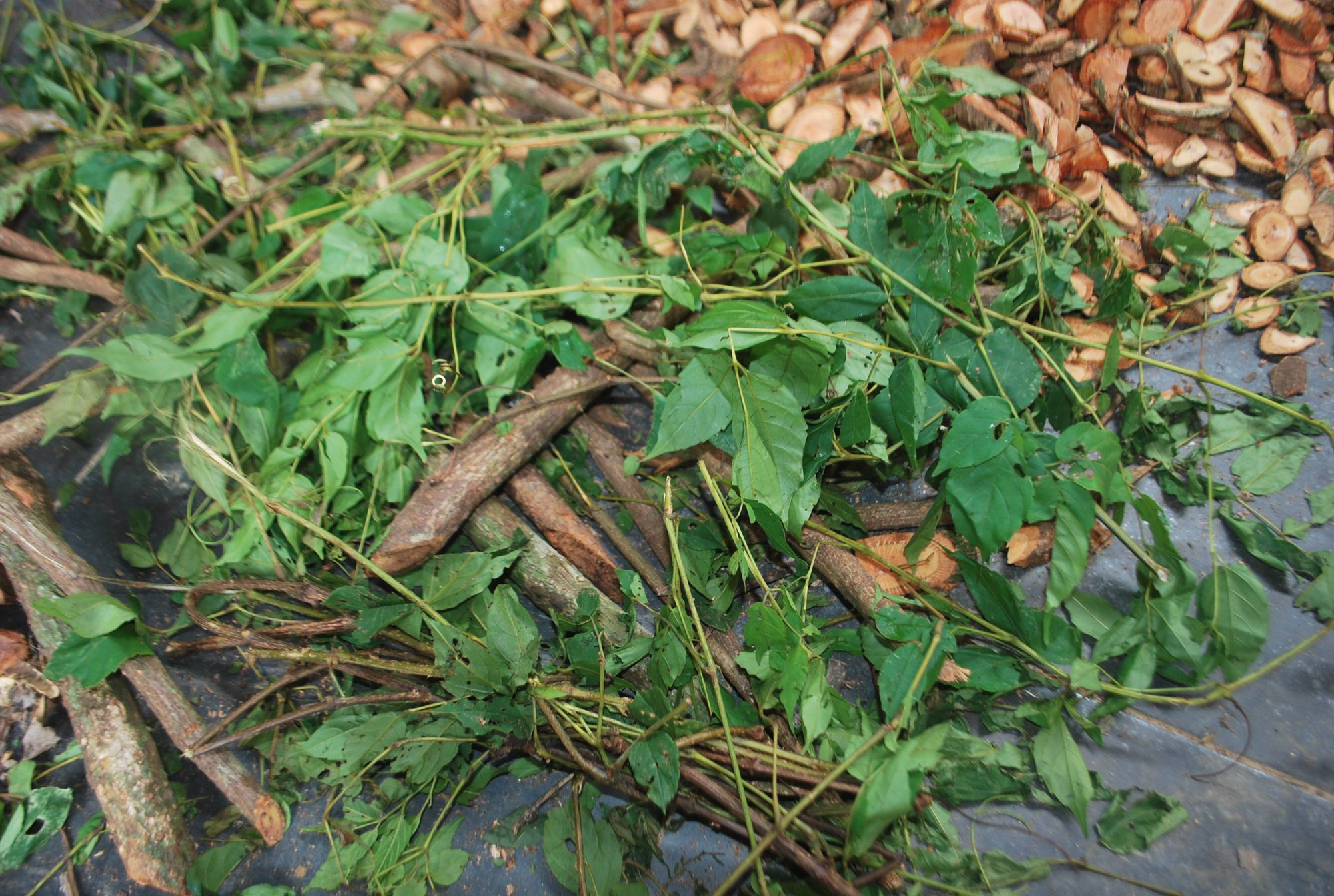 Lên Đông Giang thưởng thức chè ra zéh - Ảnh 1.