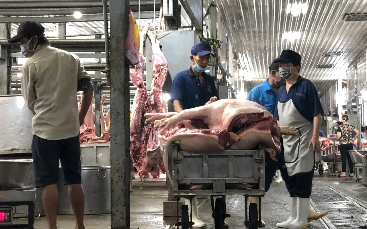 Giá heo hơi hôm nay 2-5: Ổn định vẫn cao hơn 12.000 đồng – 15.000 đồng so với tuần trước- Ảnh 2.
