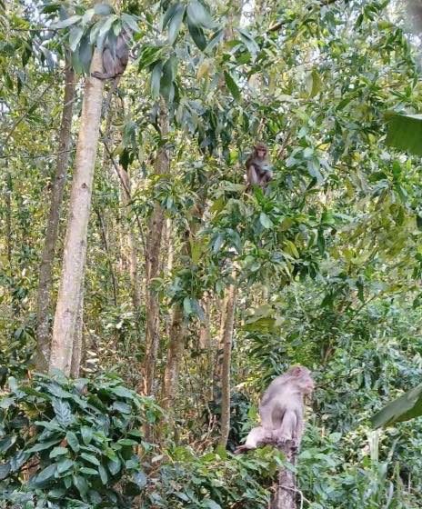 Đàn khỉ "manh động" dọa người truy đuổi, chính quyền đề nghị di dời- Ảnh 1. Đàn khỉ "manh động" dọa người truy đuổi, chính quyền đề nghị di dời- Ảnh 1.