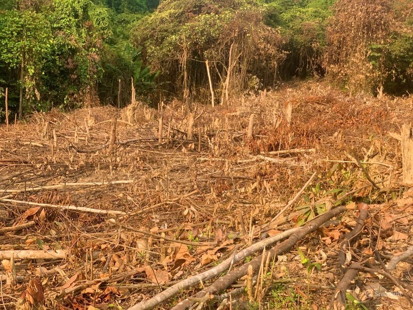 Quảng Bình: Phá rừng để... trồng rừng, một người bị phạt 37,5 triệu đồng- Ảnh 1.