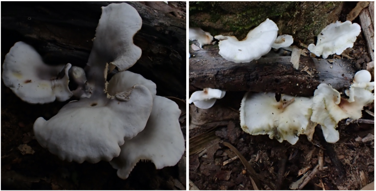 L'Université d'Helsinki distingue deux espèces de champignons lingzhi