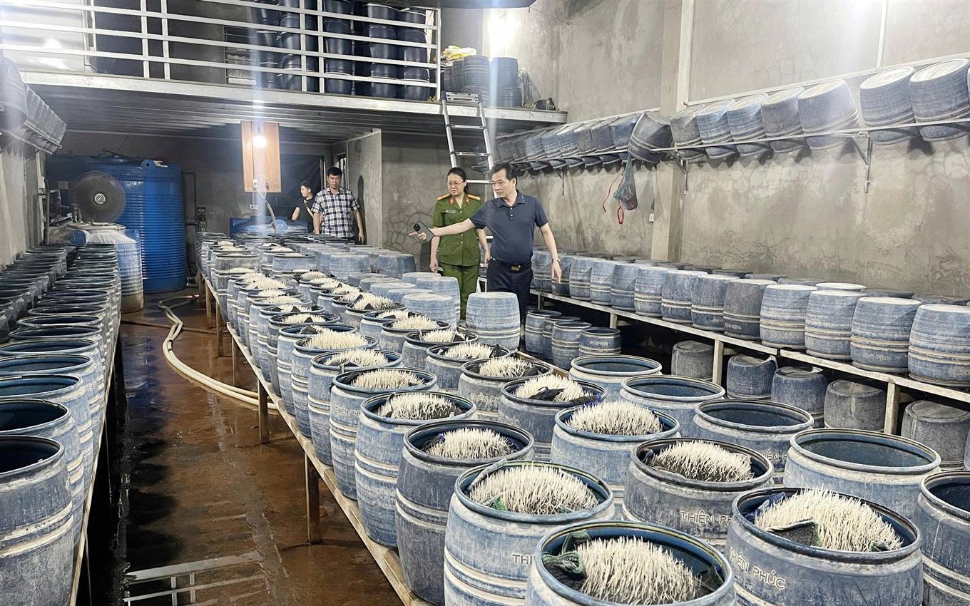 Xét xử vụ án sử dụng hóa chất độc hại để sản xuất giá đỗ, gây xôn xao dư luận- Ảnh 2.