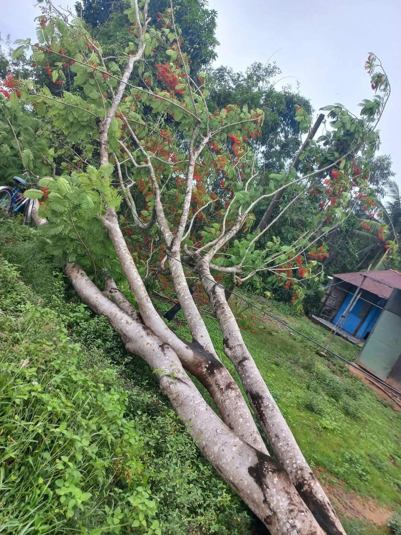 Cây phượng ngã kéo theo dây điện bị đứt, khiến 2 thợ sửa xe bị điện giật tử vong - Ảnh 1.