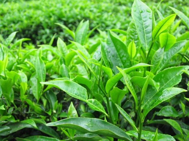 Đốt mỡ cực nhanh với 7 loại thực phẩm quen thuộc- Ảnh 7. Đốt mỡ cực nhanh với 7 loại thực phẩm quen thuộc- Ảnh 7.