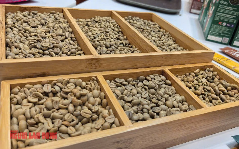 Giá cà phê hôm nay 2-6: Sự trỗi dậy của Arabica Việt - Ảnh 1.