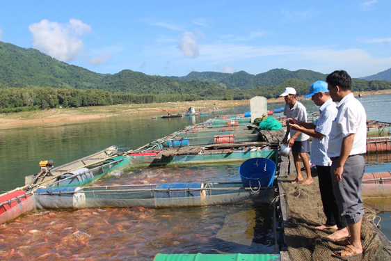 Những lồng cá bạc tỉ trên núi- Ảnh 2. Những lồng cá bạc tỉ trên núi- Ảnh 2.