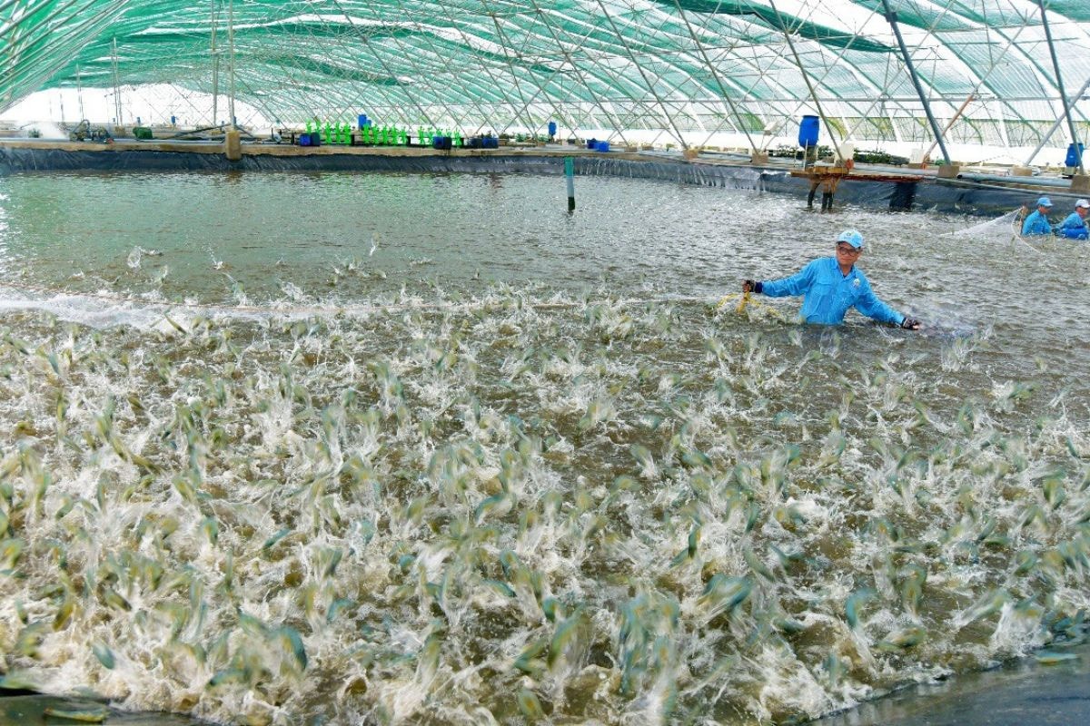 Hợp nhất tỉnh Bạc Liêu và Cà Mau - Mở đường phát triển toàn diện- Ảnh 2. Hợp nhất tỉnh Bạc Liêu và Cà Mau - Mở đường phát triển toàn diện- Ảnh 2.