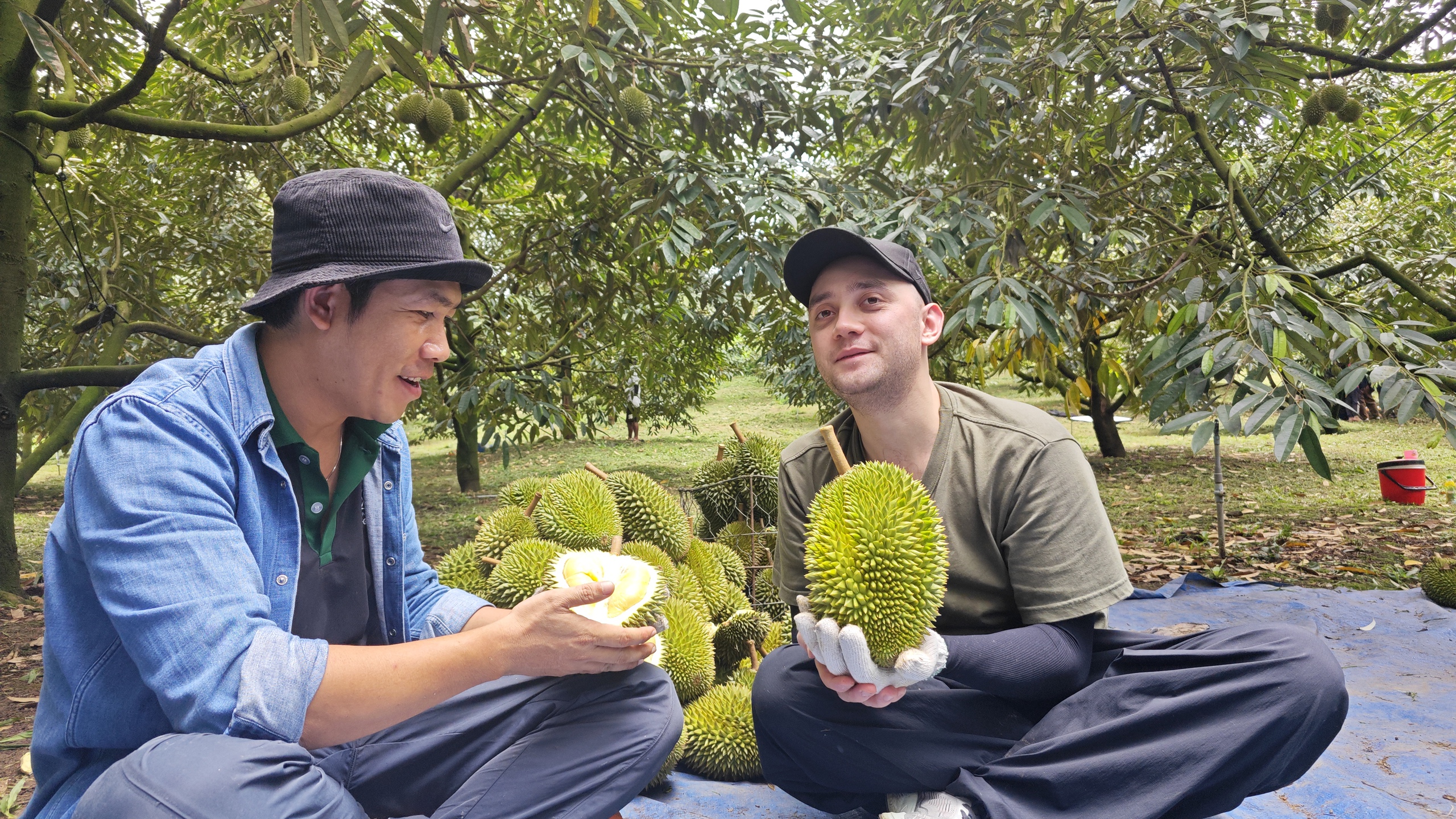 Lần đầu tiên livestream bán sầu riêng Sáu Hữu tại vườn - Ảnh 2.