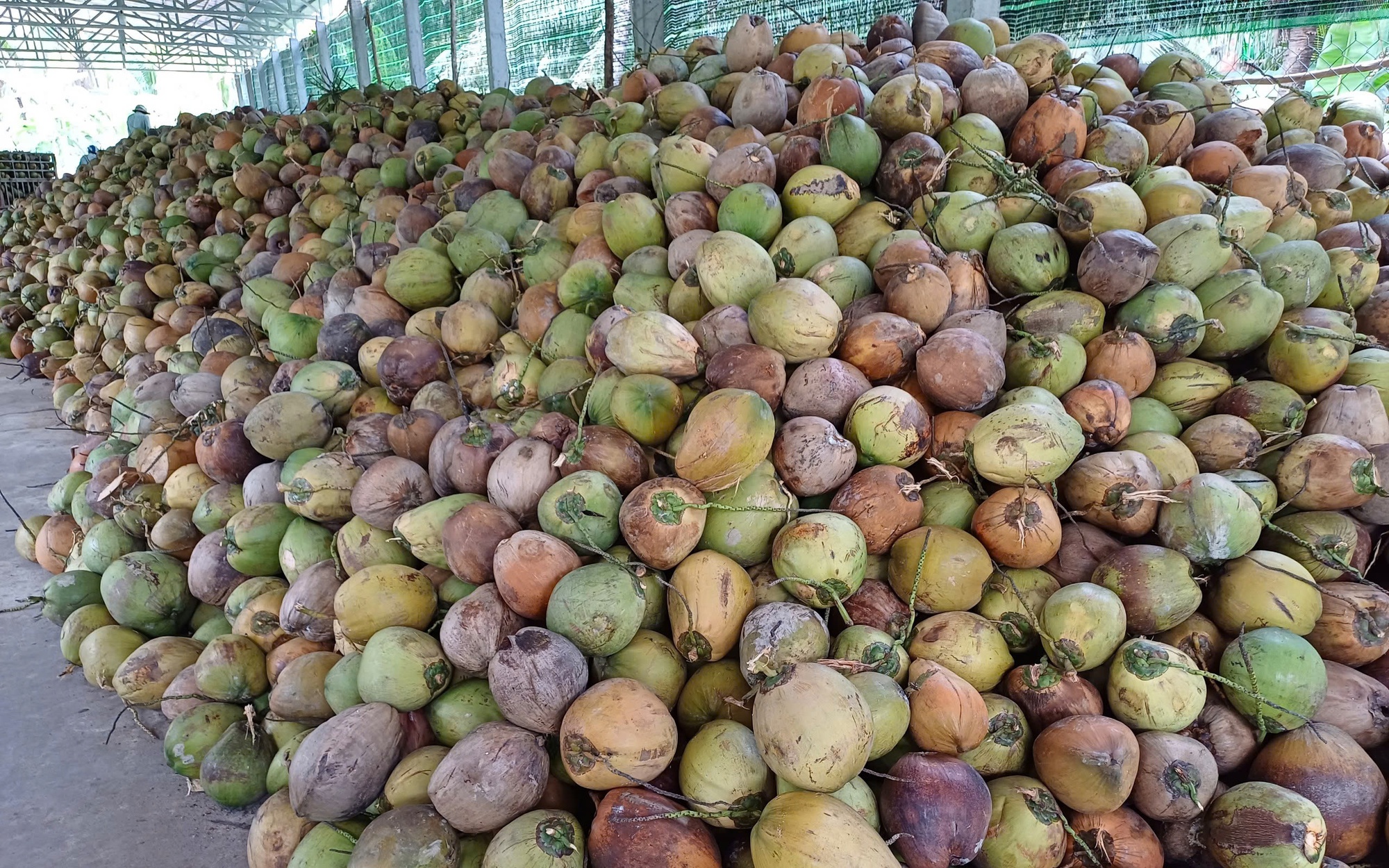 Sốc với đà tăng của giá dừa trong nước - Ảnh 2.