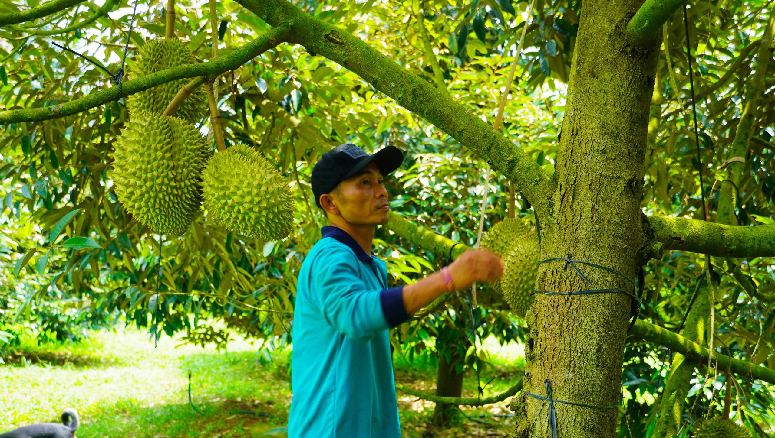 Hình ảnh nông dân Bà Rịa - Vũng Tàu tất bật thu hoạch sầu riêng xuất khẩu đi Trung Quốc- Ảnh 13. Hình ảnh nông dân Bà Rịa - Vũng Tàu tất bật thu hoạch sầu riêng xuất khẩu đi Trung Quốc- Ảnh 13.