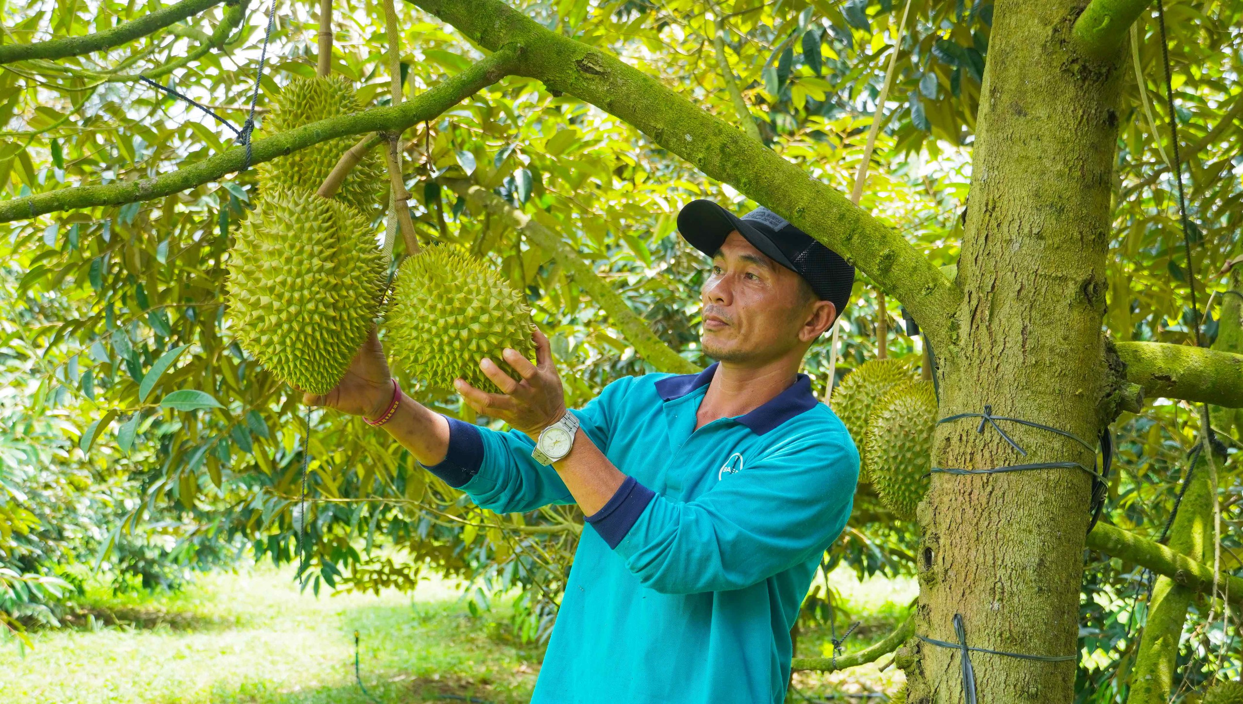 Hình ảnh nông dân Bà Rịa - Vũng Tàu tất bật thu hoạch sầu riêng xuất khẩu đi Trung Quốc- Ảnh 11. Hình ảnh nông dân Bà Rịa - Vũng Tàu tất bật thu hoạch sầu riêng xuất khẩu đi Trung Quốc- Ảnh 11.