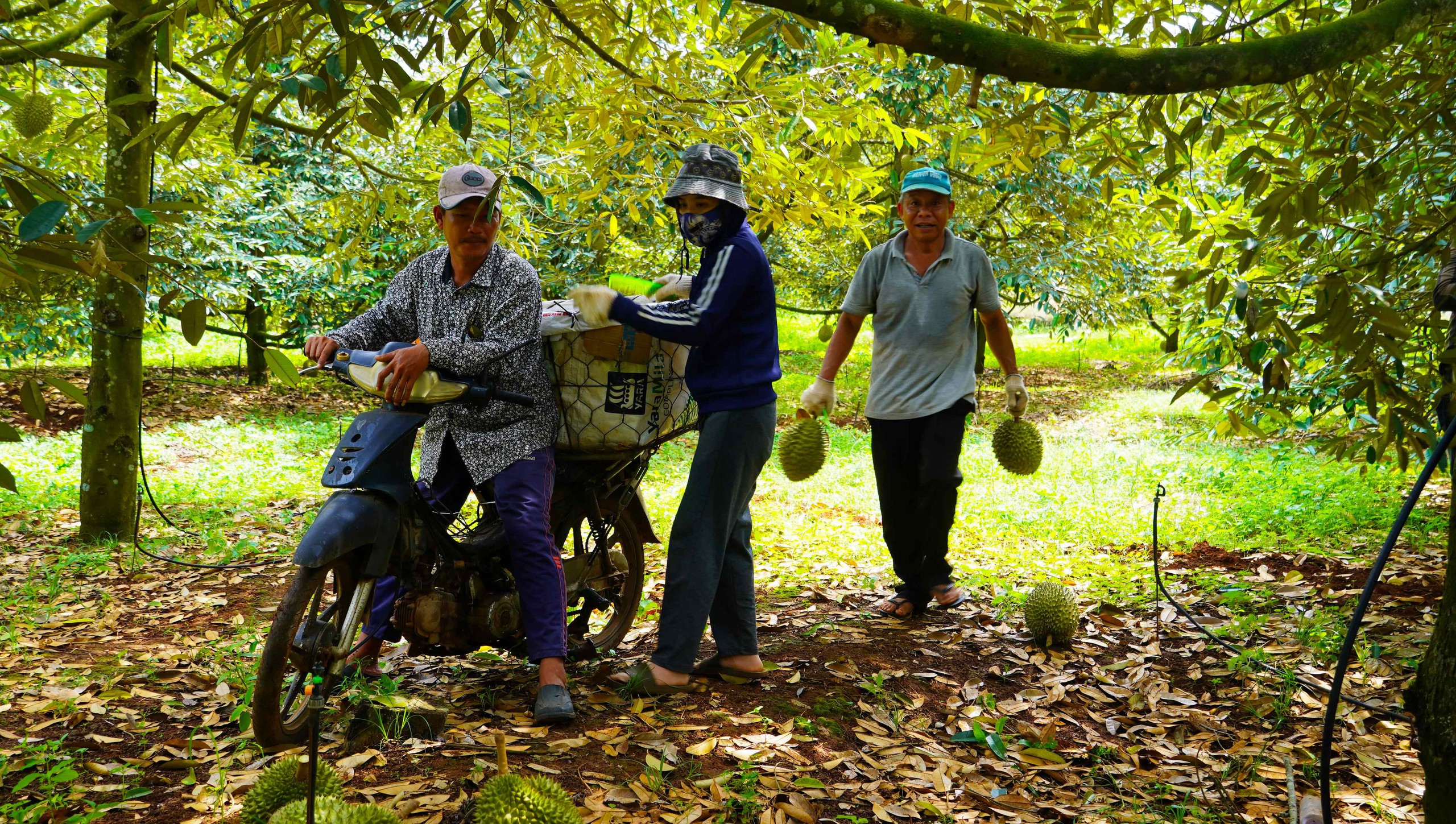 Hình ảnh nông dân Bà Rịa - Vũng Tàu tất bật thu hoạch sầu riêng xuất khẩu đi Trung Quốc- Ảnh 1. Hình ảnh nông dân Bà Rịa - Vũng Tàu tất bật thu hoạch sầu riêng xuất khẩu đi Trung Quốc- Ảnh 1.