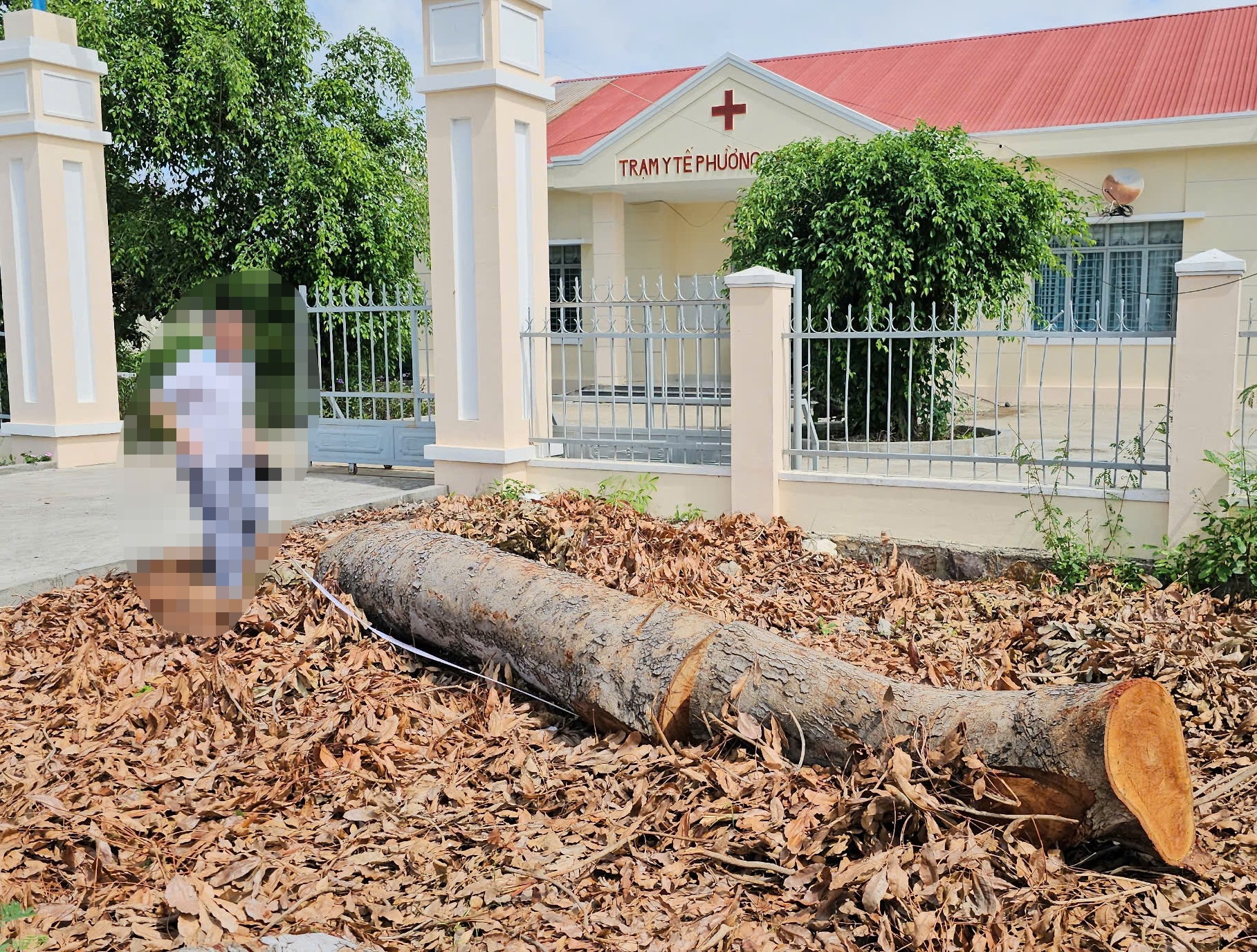 Hàng loạt cây gỗ lớn tại trụ sở phường bị chặt bán trước khi sáp nhập- Ảnh 3. Hàng loạt cây gỗ lớn tại trụ sở phường bị chặt bán trước khi sáp nhập- Ảnh 3.