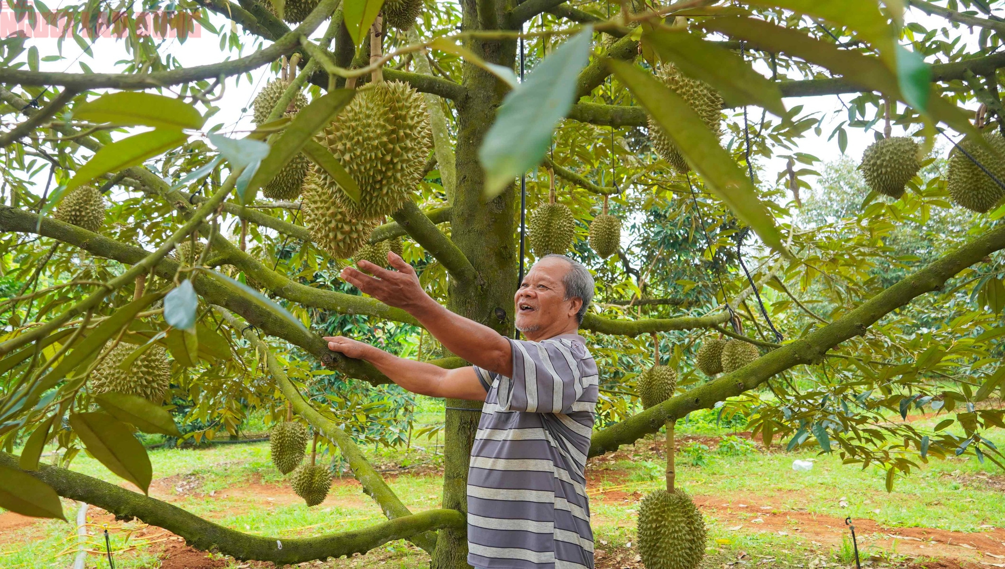 Hình ảnh nông dân Bà Rịa - Vũng Tàu tất bật thu hoạch sầu riêng xuất khẩu đi Trung Quốc- Ảnh 7. Hình ảnh nông dân Bà Rịa - Vũng Tàu tất bật thu hoạch sầu riêng xuất khẩu đi Trung Quốc- Ảnh 7.
