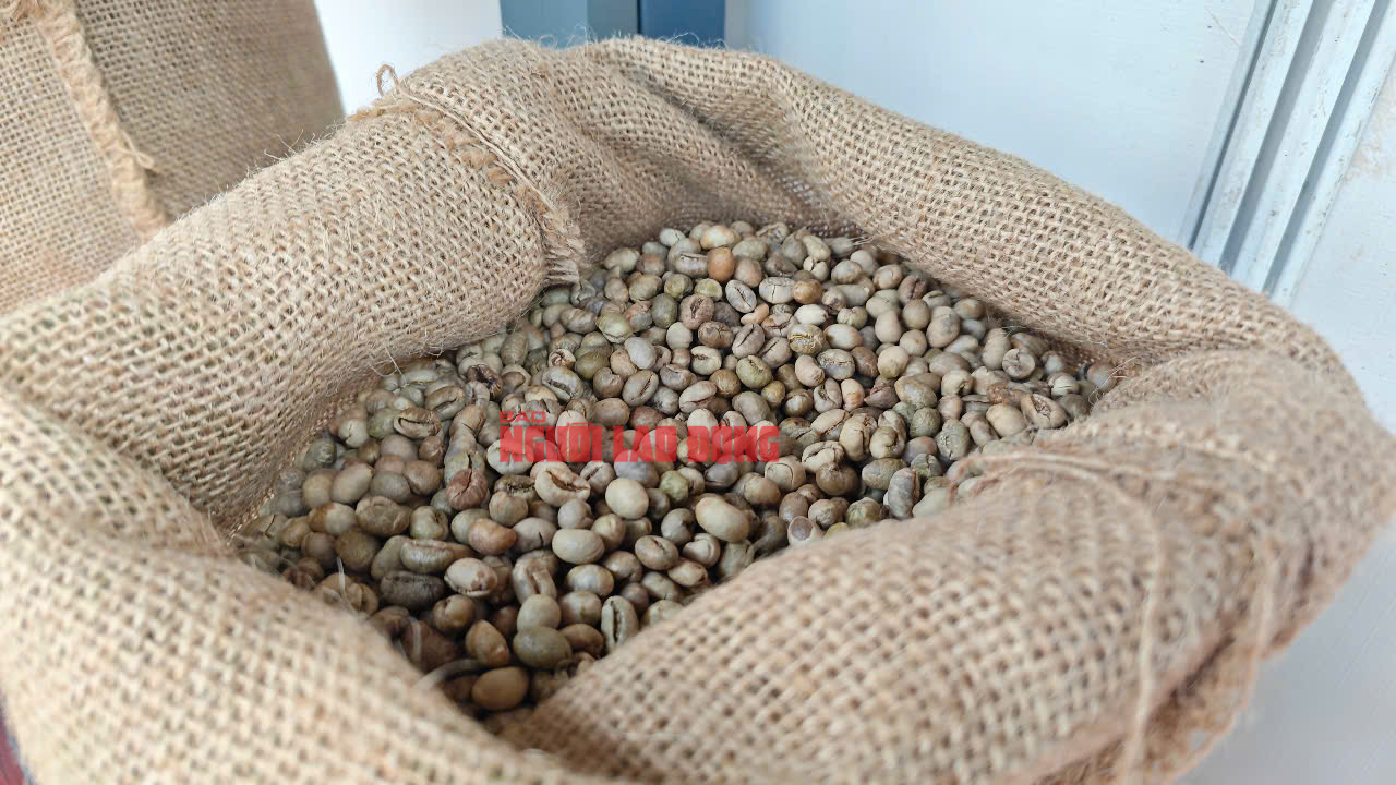Giá cà phê hôm nay 4-6: Giảm tiếp, Đức chi gần gấp đôi để mua cà phê Việt - Ảnh 1.