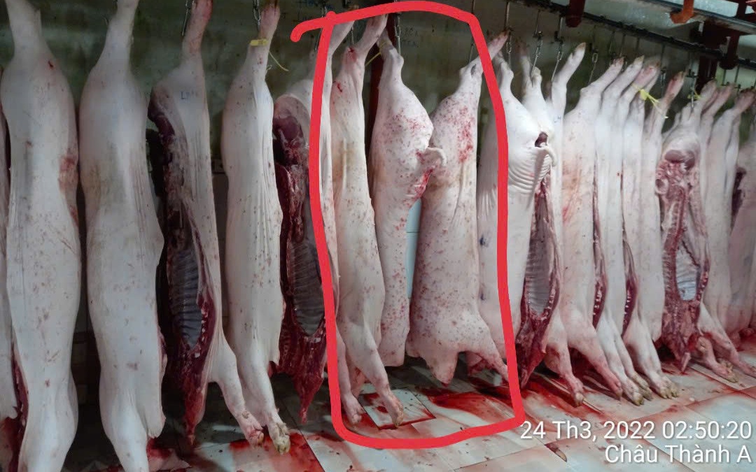 Chủ tịch Hậu Giang chỉ đạo xử lý nghiêm vụ đóng dấu kiểm dịch sai lên sản phẩm của C.P. Việt Nam - Ảnh 2.