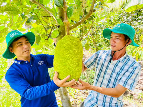 Không để tái diễn cảnh được mùa mất giá- Ảnh 1. Không để tái diễn cảnh được mùa mất giá- Ảnh 1.