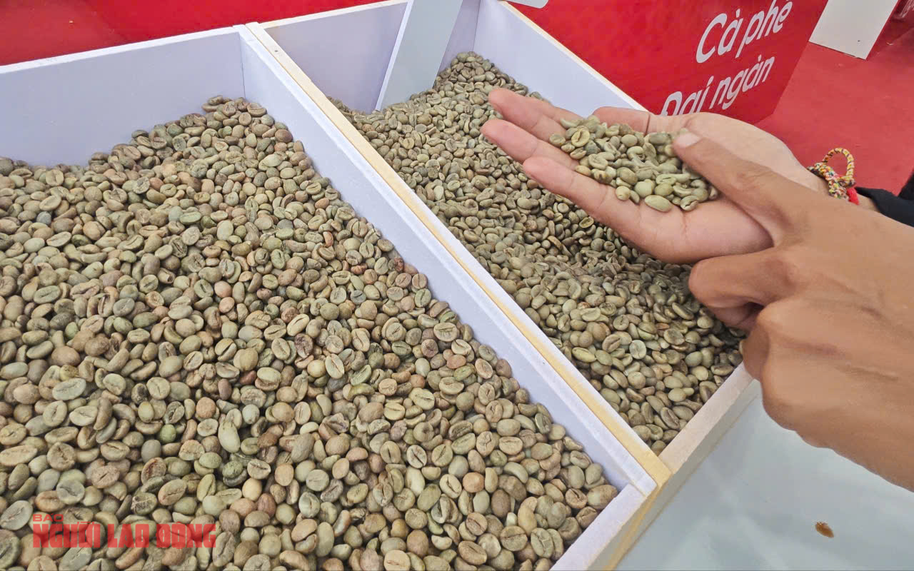 Giá cà phê hôm nay 1-7: Giảm tiếp, tương lai thế nào?- Ảnh 1. Giá cà phê hôm nay 1-7: Giảm tiếp, tương lai thế nào?- Ảnh 1.