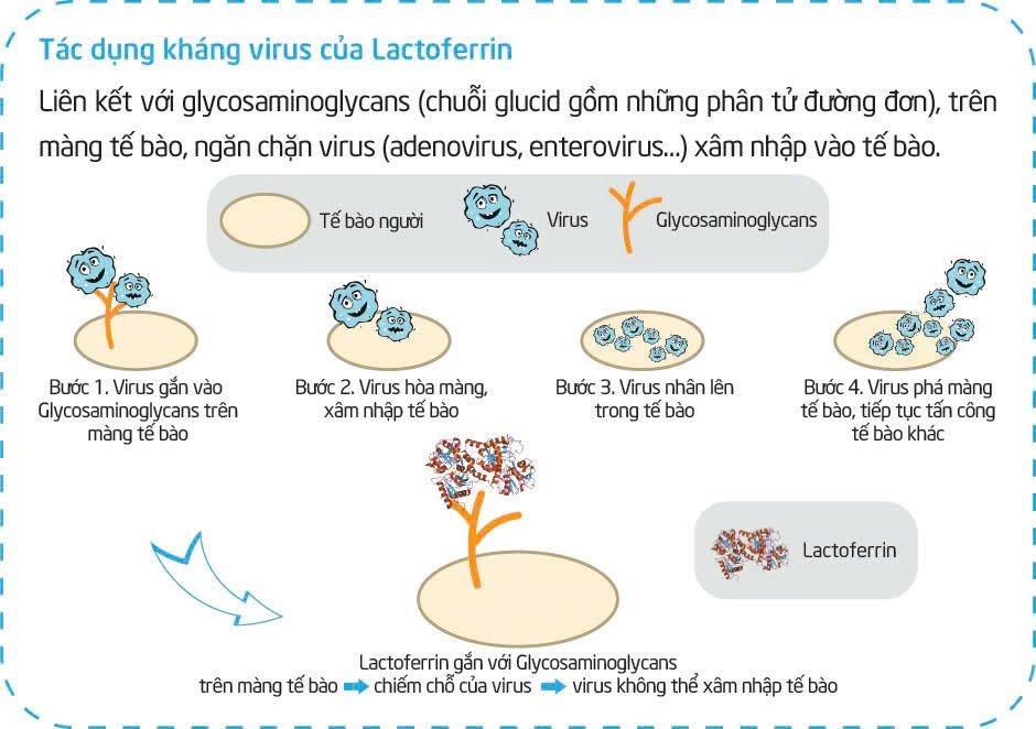 Tìm hiểu loại sữa công thức có Lactoferrin giúp trẻ khỏe mạnh, ít ốm vặt- Ảnh 2. Tìm hiểu loại sữa công thức có Lactoferrin giúp trẻ khỏe mạnh, ít ốm vặt- Ảnh 2.