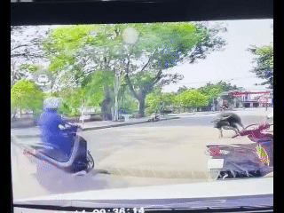 Trâu xổng chuồng húc gãy xương vai người phụ nữ: Xử lý ra sao?- Ảnh 1. Trâu xổng chuồng húc gãy xương vai người phụ nữ: Xử lý ra sao?- Ảnh 1.