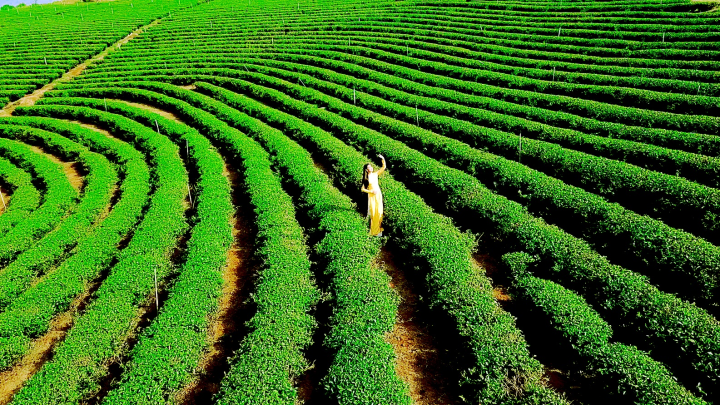 Kỳ vọng Lâm Đồng - Việt Nam sẽ trở thành trung tâm Trà của thế giới- Ảnh 1. Kỳ vọng Lâm Đồng - Việt Nam sẽ trở thành trung tâm Trà của thế giới- Ảnh 1.
