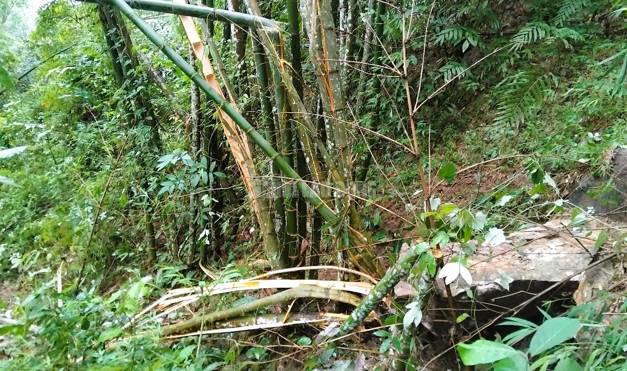 Hiện trường đá rơi ầm ầm từ trên núi ở Thanh Hóa- Ảnh 2. Hiện trường đá rơi ầm ầm từ trên núi ở Thanh Hóa- Ảnh 2.