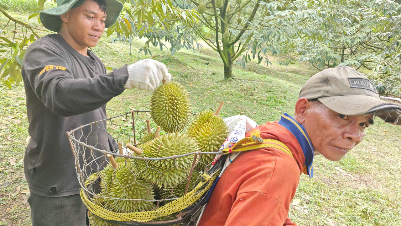 Sầu riêng Sáu Hữu và Chuồng Bò: Giống cổ được ưa chuộng trở lại - Ảnh 5. Sầu riêng Sáu Hữu và Chuồng Bò: Giống cổ được ưa chuộng trở lại - Ảnh 5.