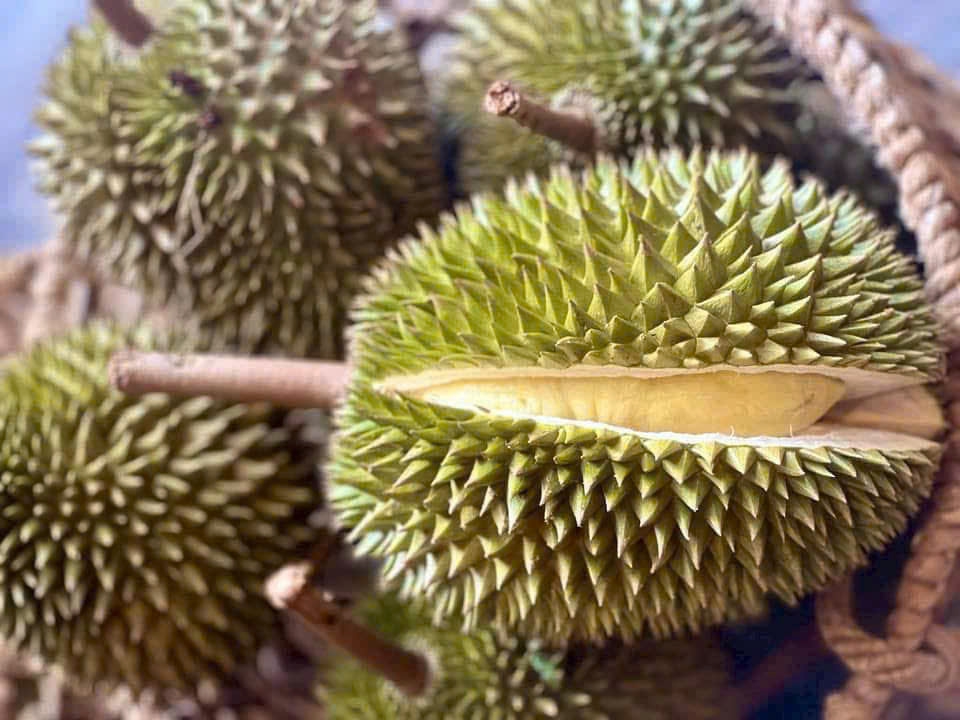 Sầu riêng Sáu Hữu và Chuồng Bò: Giống cổ được ưa chuộng trở lại - Ảnh 3. Sầu riêng Sáu Hữu và Chuồng Bò: Giống cổ được ưa chuộng trở lại - Ảnh 3.