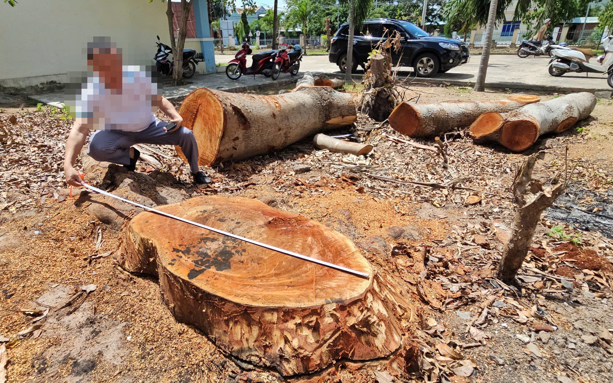 Đề nghị báo cáo việc cưa hạ cây xà cừ trong trụ sở Công an phường- Ảnh 2.