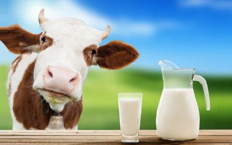 Phân biệt sữa tươi và sữa bột pha nước: Đề xuất của Hội Chăn nuôi Việt Nam - Ảnh 1. Phân biệt sữa tươi và sữa bột pha nước: Đề xuất của Hội Chăn nuôi Việt Nam - Ảnh 1.