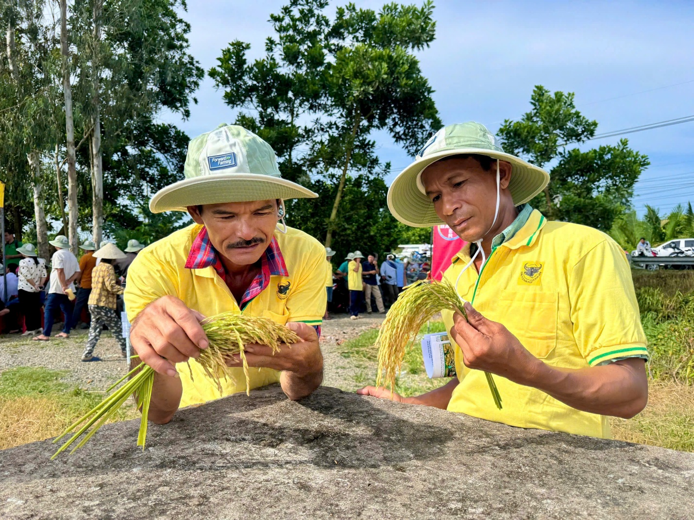 Đầu Trâu Bio-Canxi: Một giải pháp phân bón mới cho canh tác lúa gạo bền vững và giảm phát thải- Ảnh 3.
