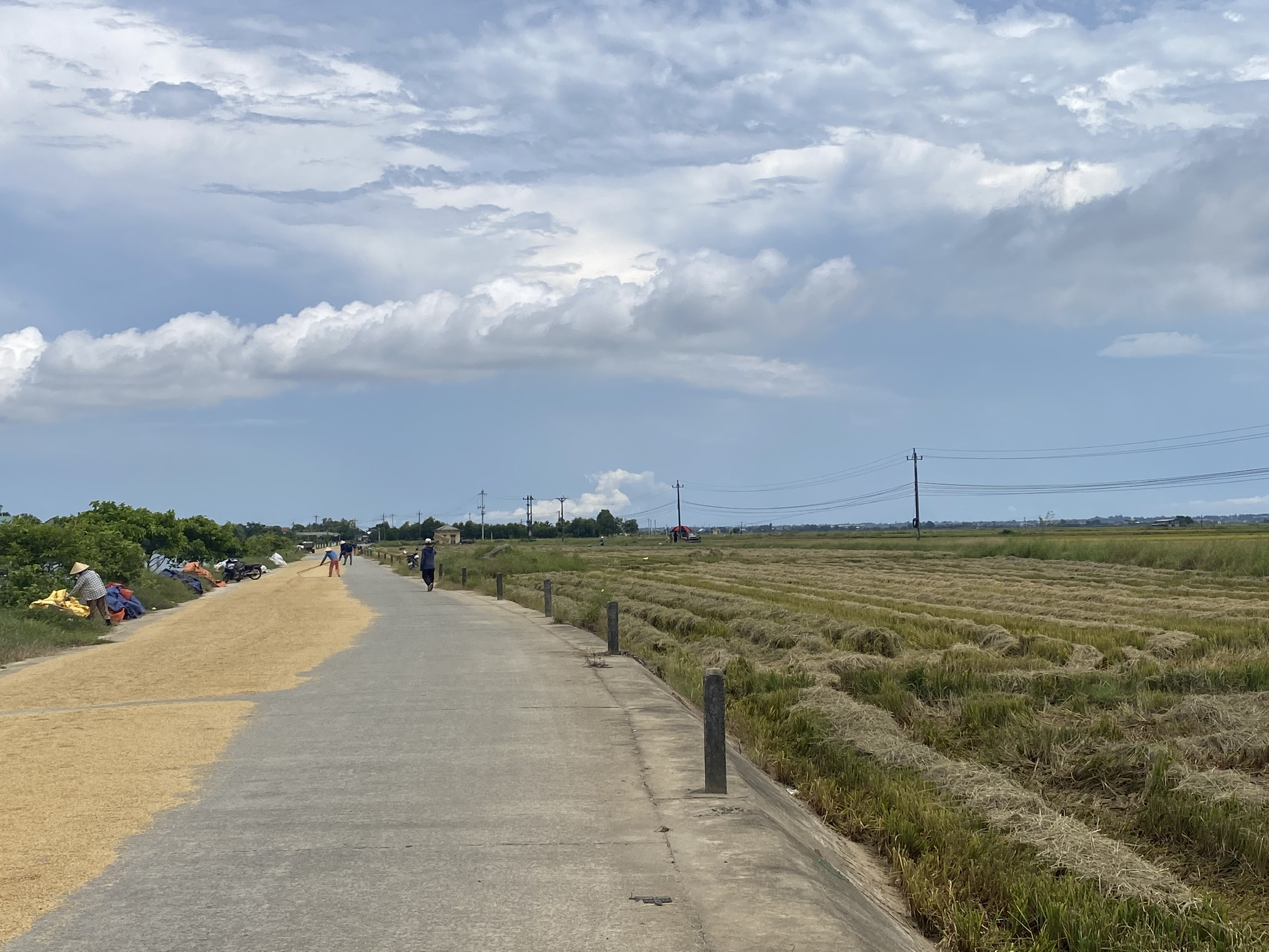 Huế cấm biển, khẩn trương thu hoạch lúa trước khi bão số 5 đổ bộ- Ảnh 6.