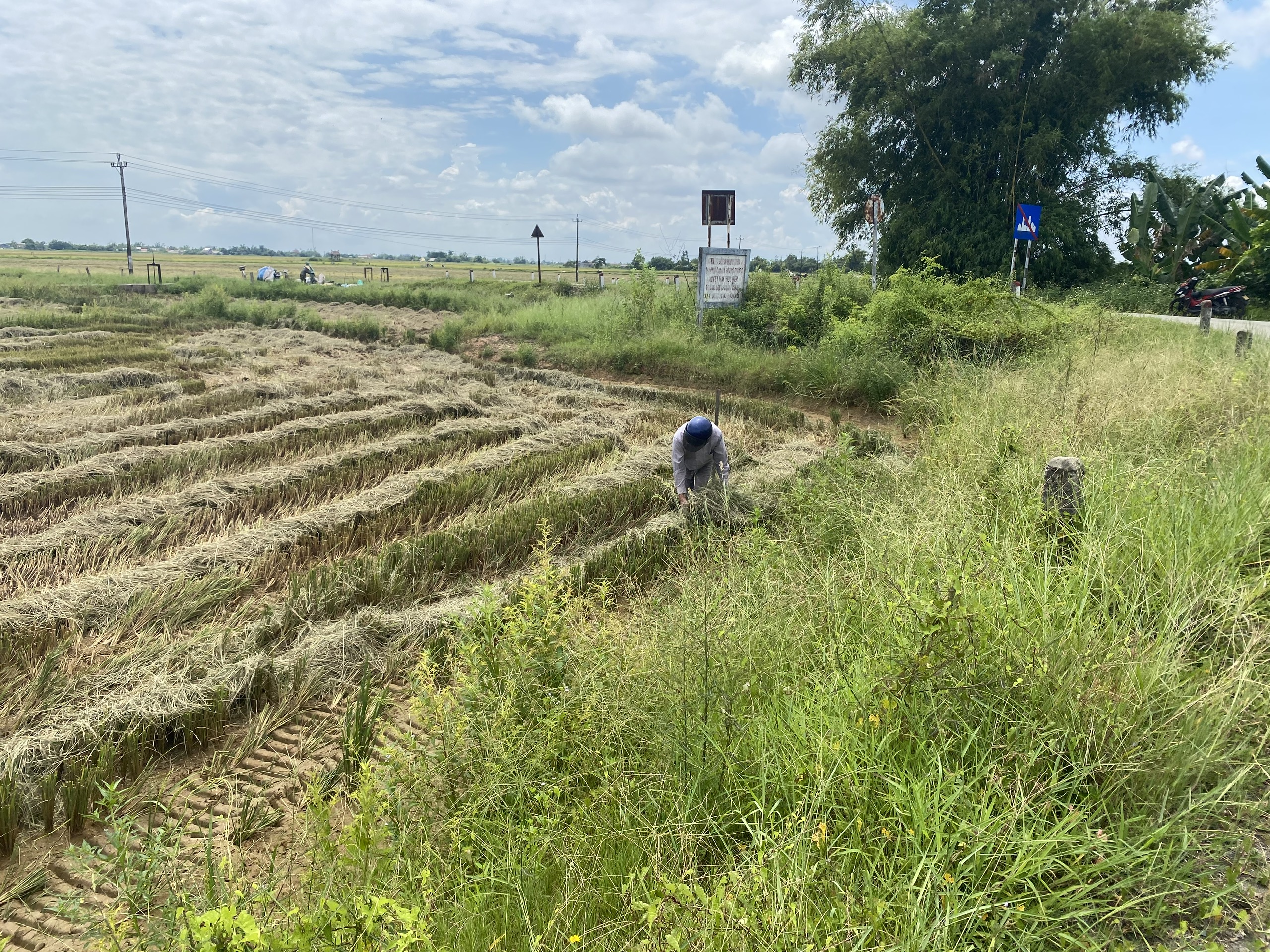 Huế cấm biển, khẩn trương thu hoạch lúa trước khi bão số 5 đổ bộ- Ảnh 7.