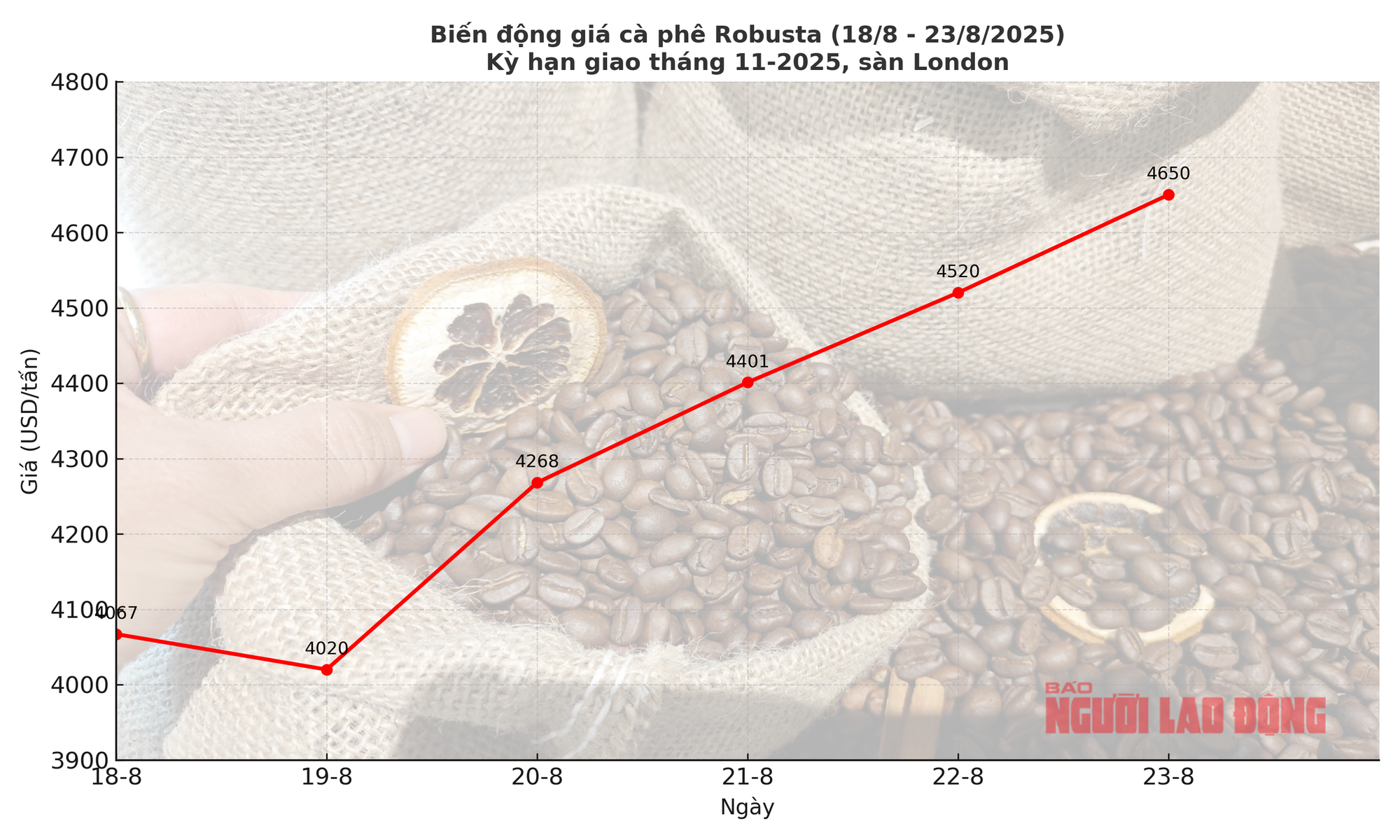 Giá cà phê hôm nay 23-8: Tăng tiếp, giấc mơ 5.000 USD/tấn không còn xa- Ảnh 2. Giá cà phê hôm nay 23-8: Tăng tiếp, giấc mơ 5.000 USD/tấn không còn xa- Ảnh 2.
