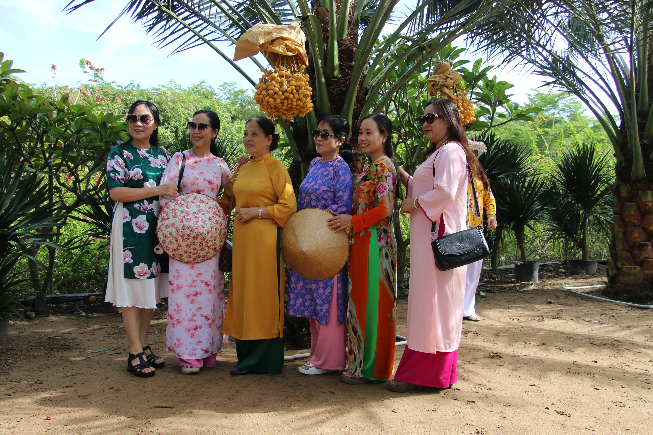 CLIP: Du khách thích thú tham quan miễn phí vườn chà là trĩu quả ở miền Tây - Ảnh 4.