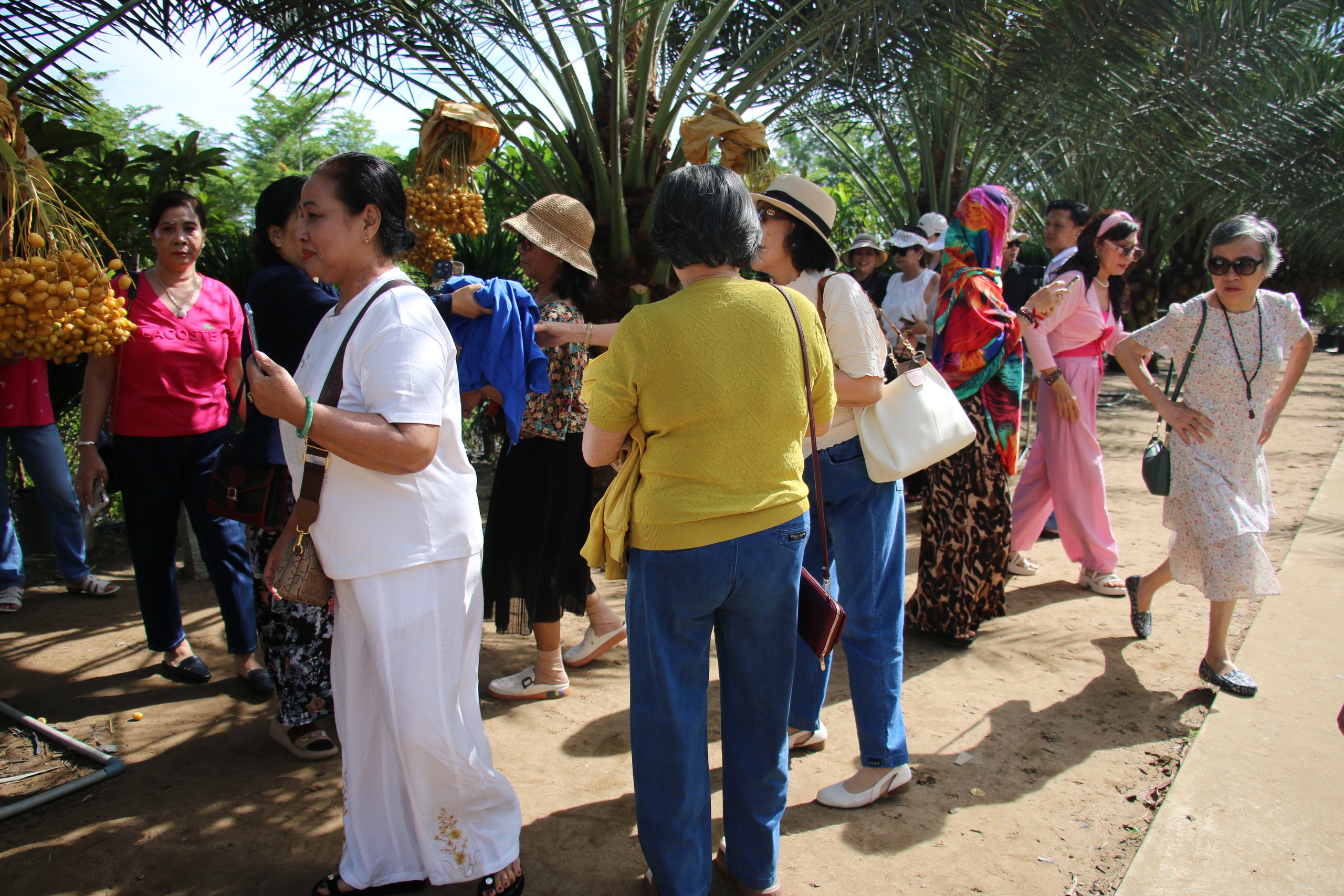 CLIP: Du khách thích thú tham quan miễn phí vườn chà là trĩu quả ở miền Tây - Ảnh 11.