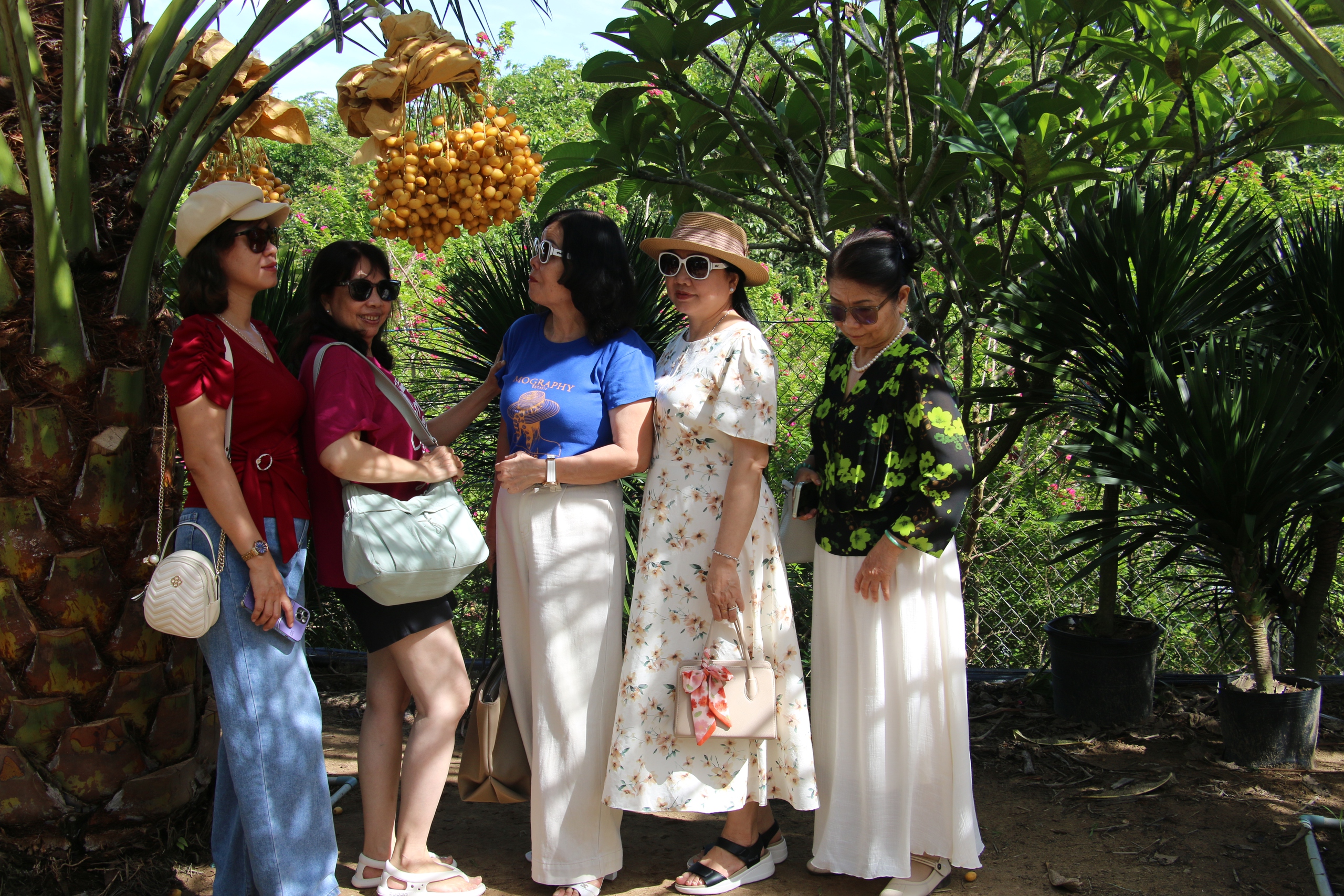 CLIP: Du khách thích thú tham quan miễn phí vườn chà là trĩu quả ở miền Tây - Ảnh 5.