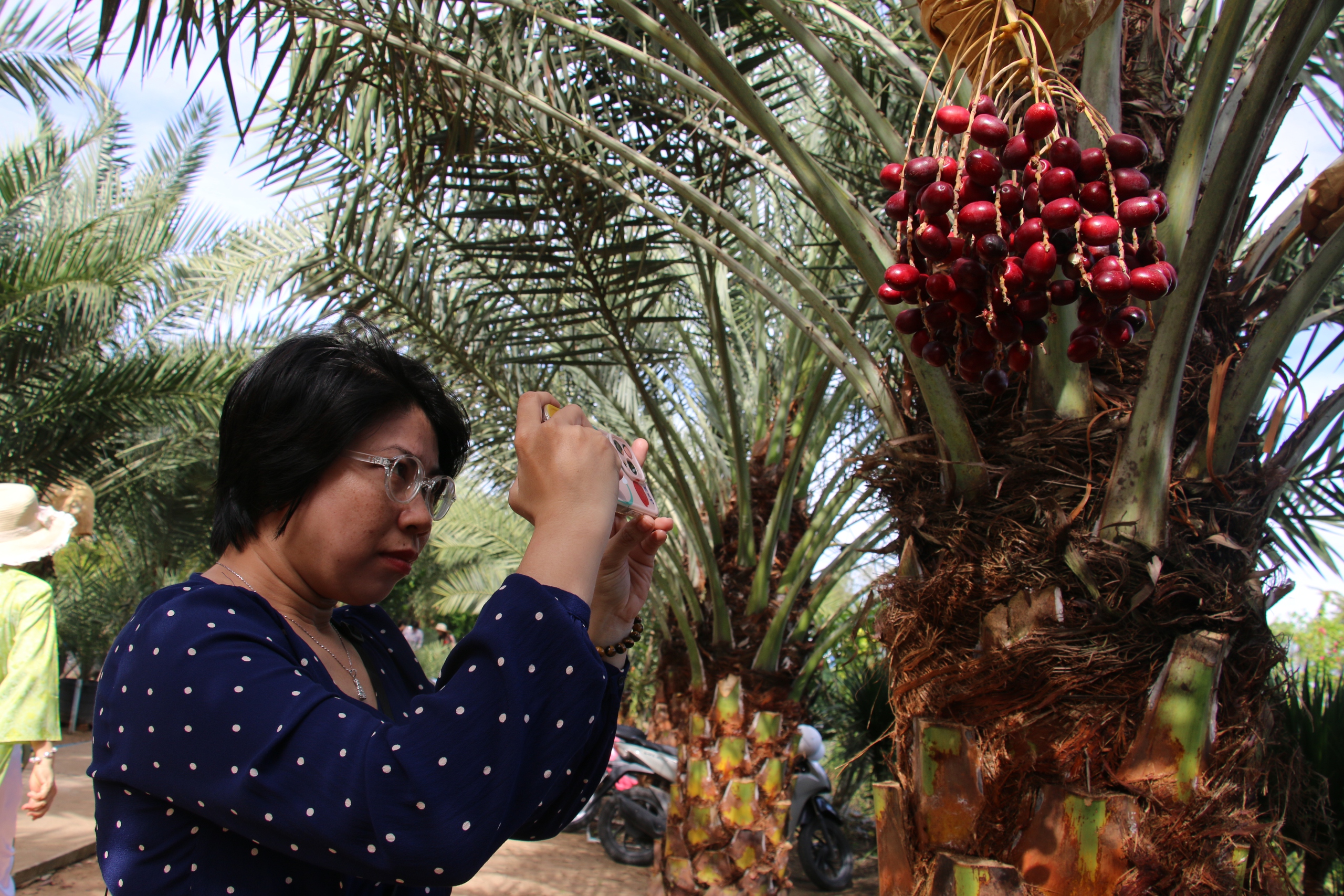 CLIP: Du khách thích thú tham quan miễn phí vườn chà là trĩu quả ở miền Tây - Ảnh 7.