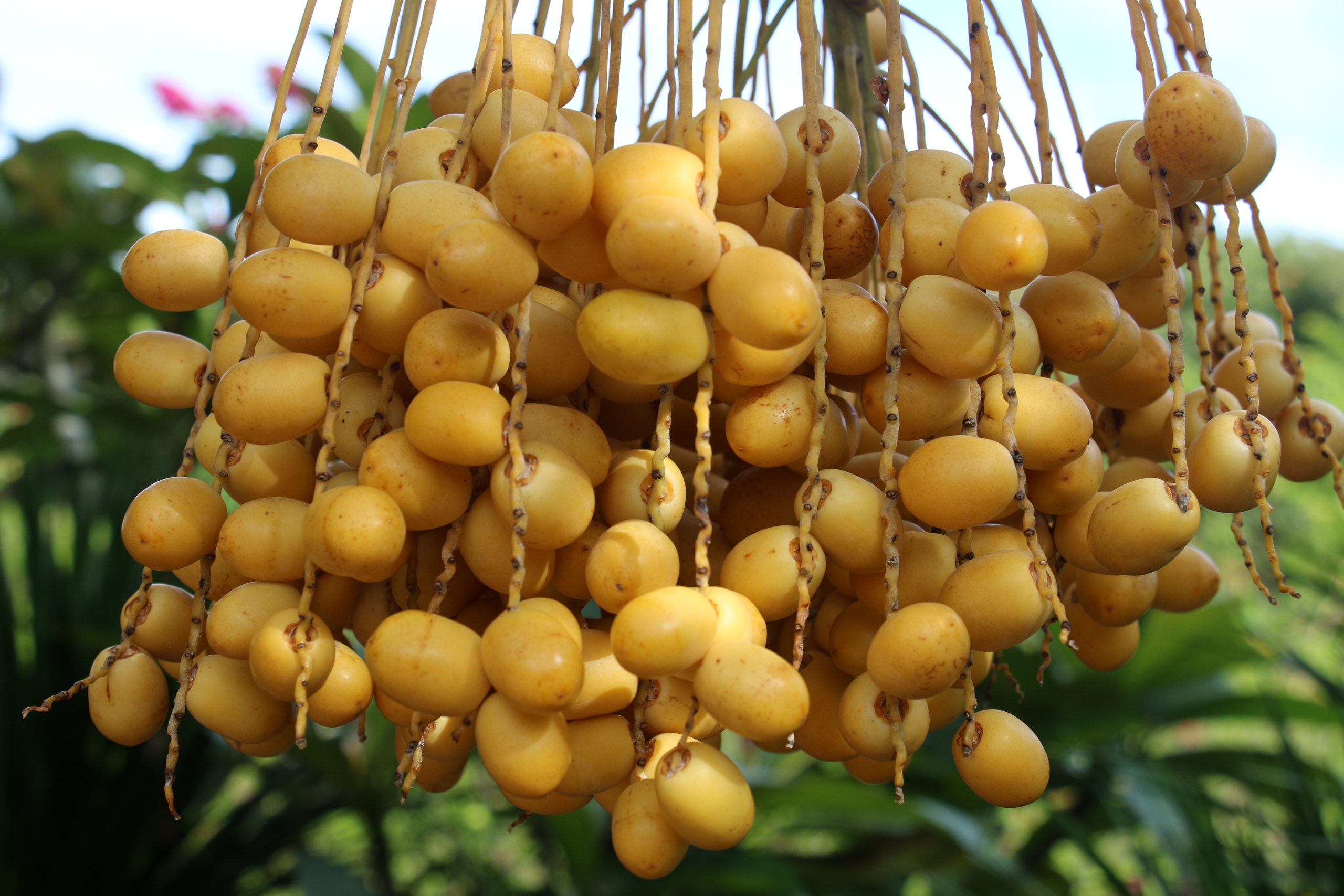 CLIP: Du khách thích thú tham quan miễn phí vườn chà là trĩu quả ở miền Tây - Ảnh 15.