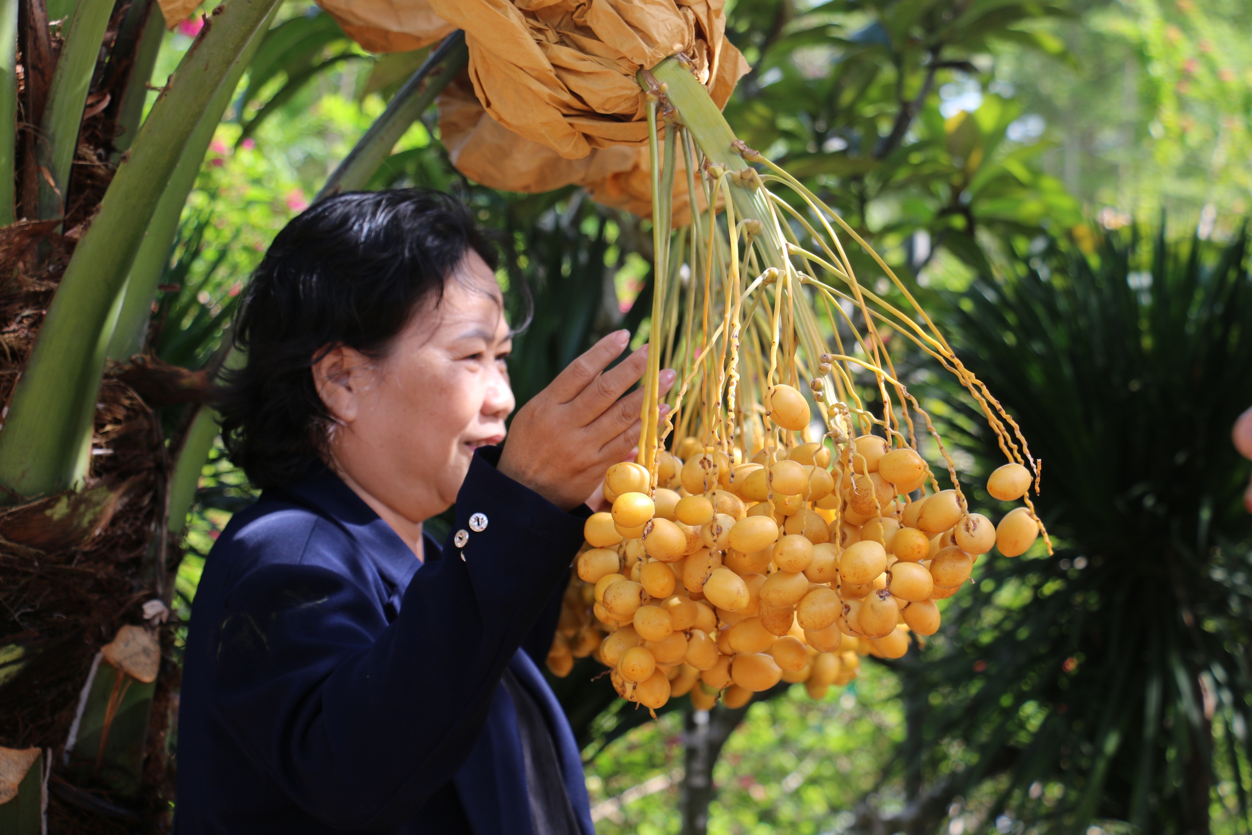 CLIP: Du khách thích thú tham quan miễn phí vườn chà là trĩu quả ở miền Tây - Ảnh 12.