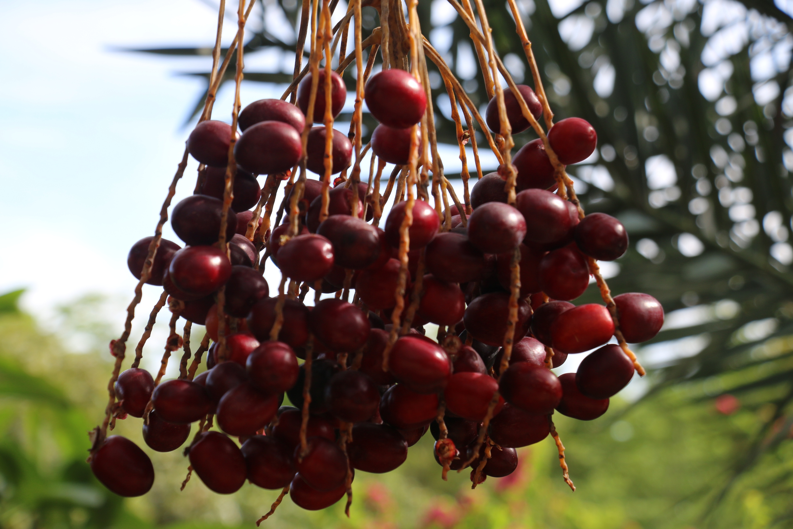 CLIP: Du khách thích thú tham quan miễn phí vườn chà là trĩu quả ở miền Tây - Ảnh 13.