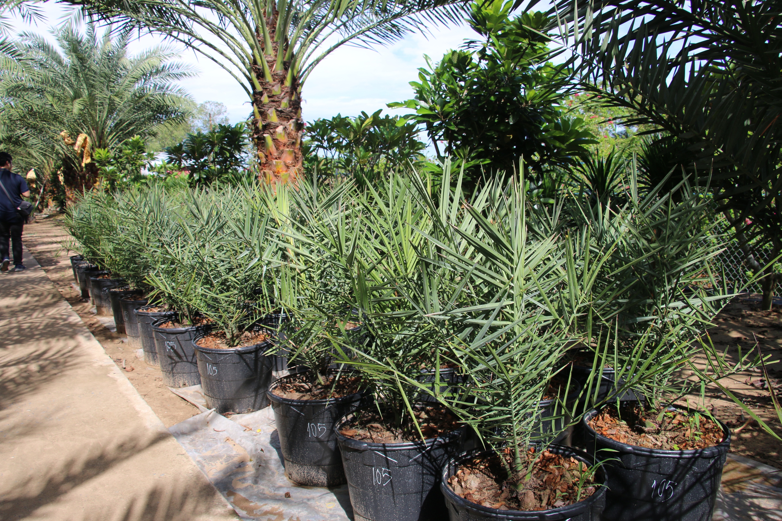 CLIP: Du khách thích thú tham quan miễn phí vườn chà là trĩu quả ở miền Tây - Ảnh 18.