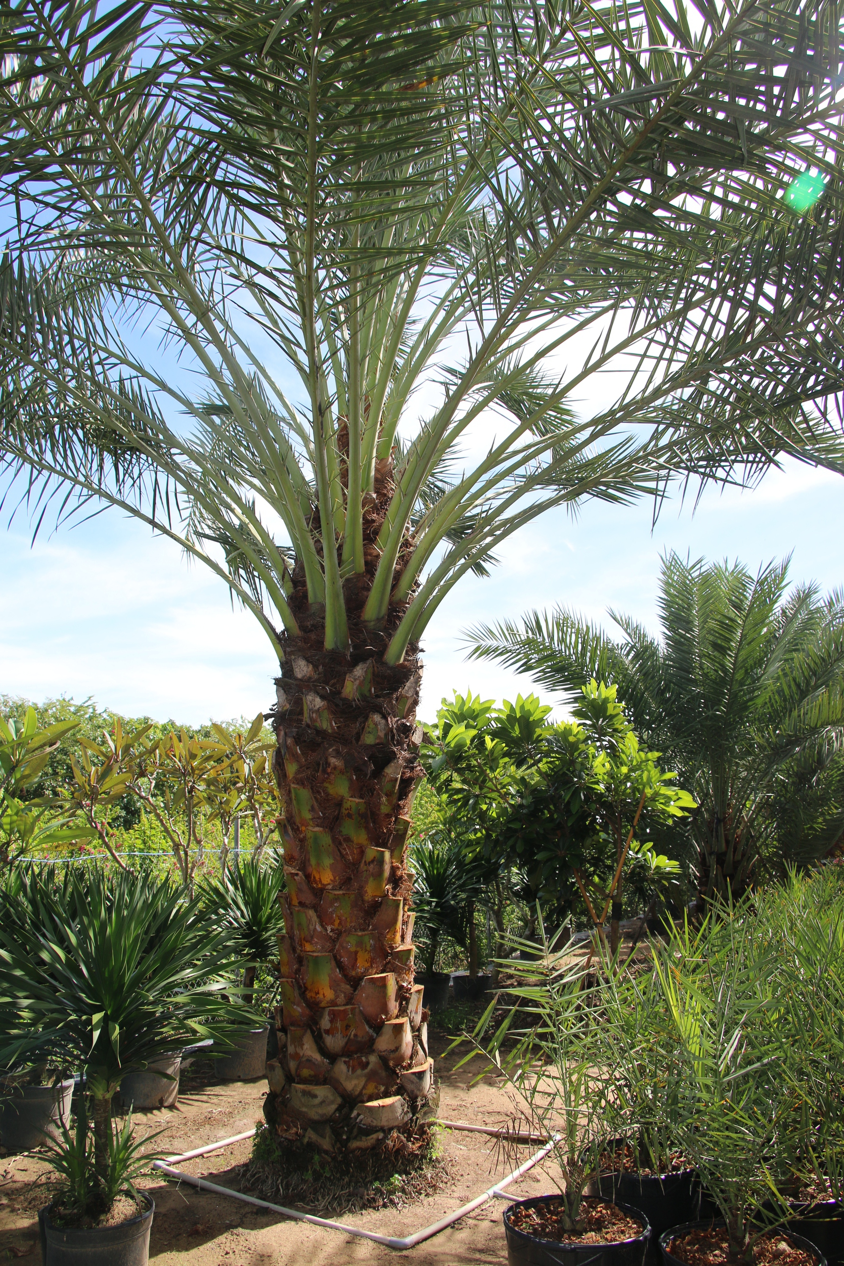 CLIP: Du khách thích thú tham quan miễn phí vườn chà là trĩu quả ở miền Tây - Ảnh 16.