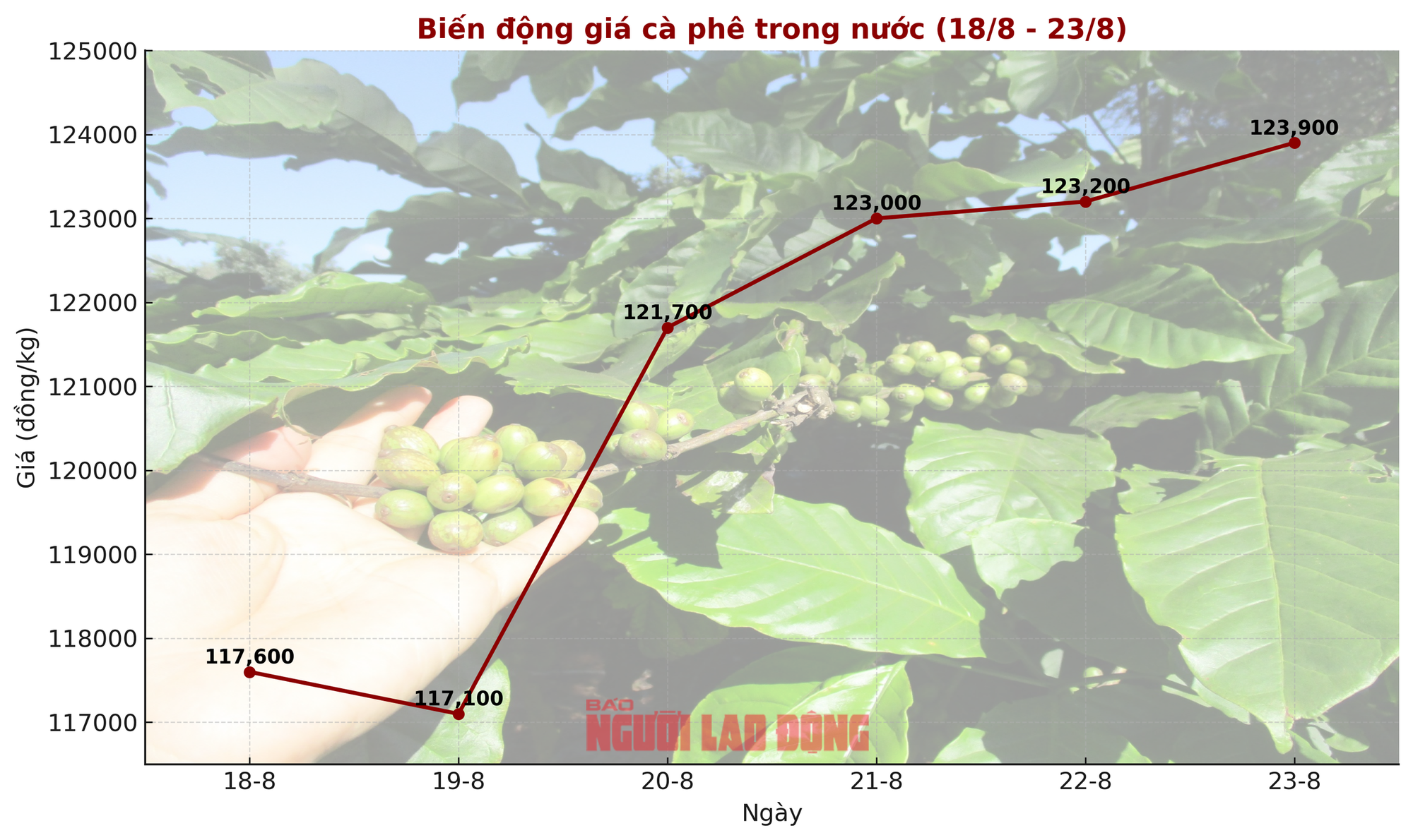 Giá cà phê hôm nay 24-8: Giá thế giới tăng phi mã, trong nước chững lại- Ảnh 1. Giá cà phê hôm nay 24-8: Giá thế giới tăng phi mã, trong nước chững lại- Ảnh 1.