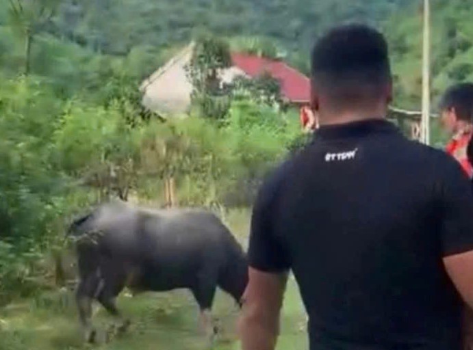 Đang đi chơi trên đường, bé gái 4 tuổi bị trâu húc tử vong - Ảnh 1.