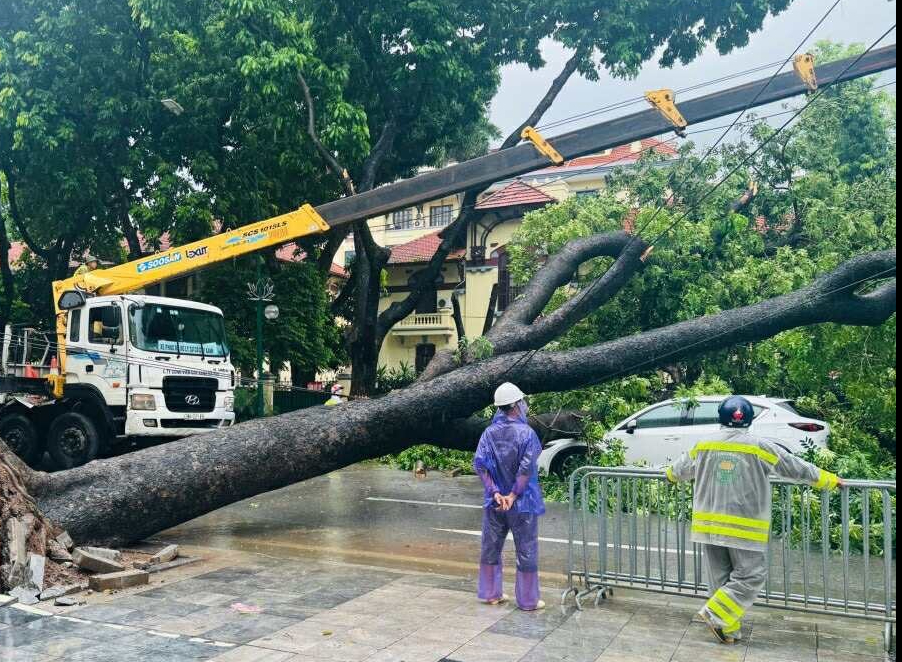 VIDEO: Cây xà cừ lớn bất ngờ đổ đè bẹp xe ô tô đang chạy trên đường phố Hà Nội- Ảnh 2.