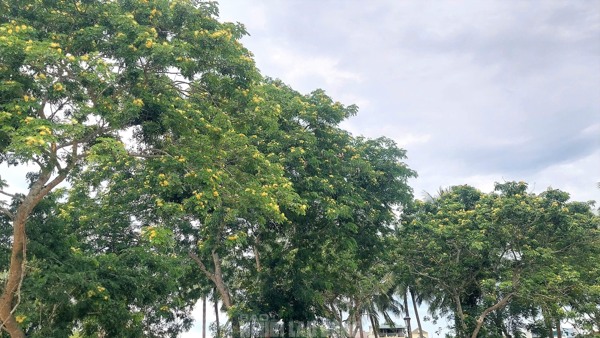 Sau phim Mưa đỏ, cùng ngắm Thành cổ Quảng Trị trong sắc xanh cỏ non- Ảnh 15. Sau phim Mưa đỏ, cùng ngắm Thành cổ Quảng Trị trong sắc xanh cỏ non- Ảnh 15.